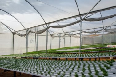 Estufa-Standard-1 600x500-site-03