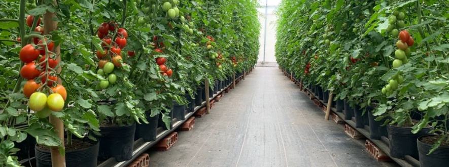 hidrogood news out 21 - tomates em substrato com calhas