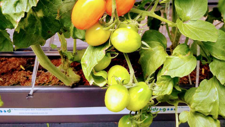 Tomates cultivados em substrato com o auxílio das calhas da HG Irrigação
