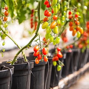 Cultivo-de-tomate--v2