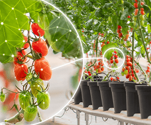 Proteção de Frutos de Tomate em Hidroponia