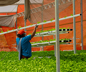 Problemas com mão de obra: Hidroponia como solução e aumento da produtividade