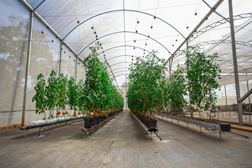 02-cultivo-estufa-tomate