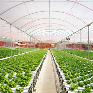 home-hg-hidroponia home-hg-hidroponia