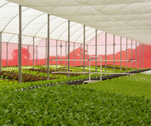 9 motivos que fazem o cultivo hidropônico de hortaliças ser uma oportunidade para pequenos e grandes produtores