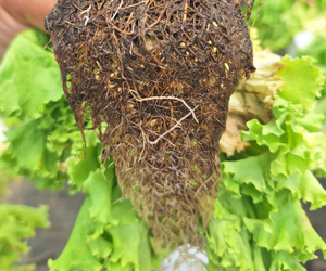 Manejo da podridão negra ou murchadeira (Thielaviopsis basicola) na alface hidropônica