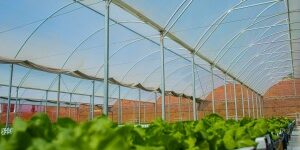 O-que-voce-precisa-saber-sobre-Estufas-Agricolas-2-300x200-1